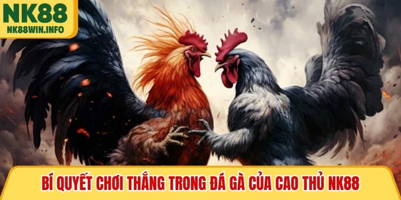 Bí quyết chơi thắng trong đá gà của cao thủ NK88